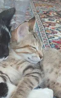 واگذاری گربه