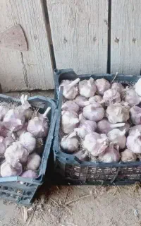 سیر فروشی