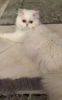 جهت جفت گیری با گربه ماده