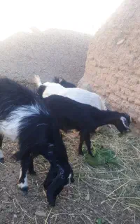 پنج‌عددبزغاله محلی دورگ