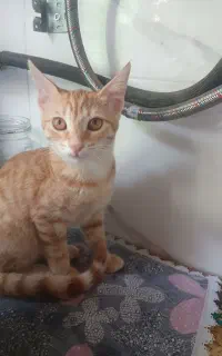 واگذاری رایگان گربه