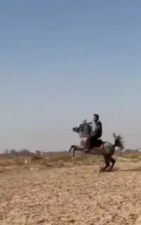 اسب سواری دارتعزیه رو جفت زن