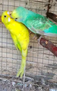 جفت مرغ عشق نر رینبو رو دست میاد ماده طاووسی