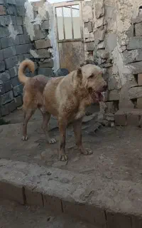 واگذاری سگ پژدر