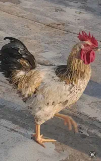 خروس