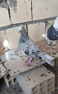 تابلو فرش طرح عکس دوتا هفت رنگ