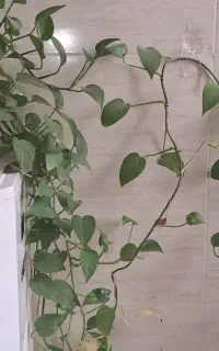 پتوس با گلدان جم