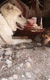 فروش سگ خراسانی نگهبان