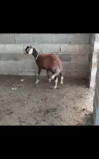 گوسفند افشاری قیر کبود دم روباهی