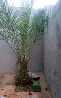 نخل نر