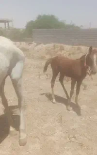 اسب مادیان