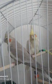 عروس هلندی