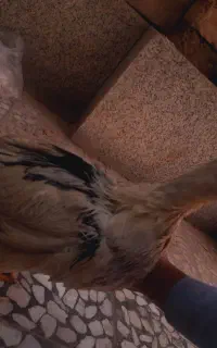 اردک ماده تخم گذار