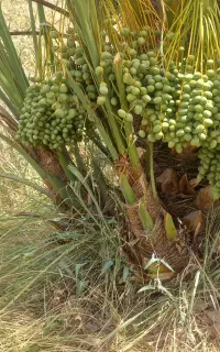 نخل خرما