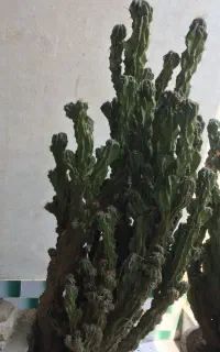 کاکتوس صخره ای