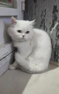 گربه پرشین کلاسیک نر