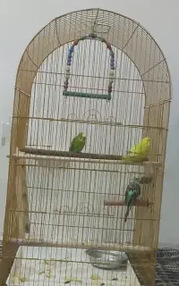 مرغ عشق