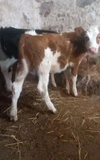 گاو گوساله سمنتال هردو سمنتال اصل