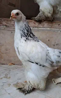 امپراطوراصیل