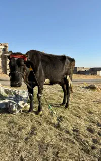 گاو و گوساله