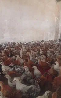 جوجه مرغ