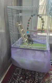 فروش جوجه مینا با قفس