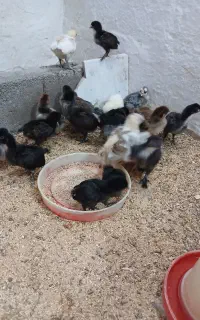 فروش20 جوجه محلی یکماه کرچشو در بندرانزلی