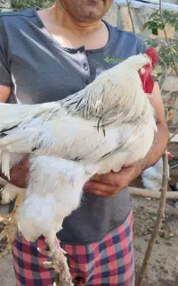 برهما لایت اصیل