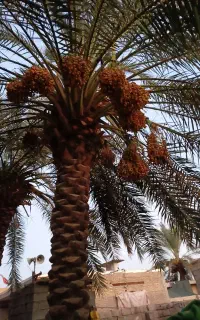 سلام خلال  ابریم