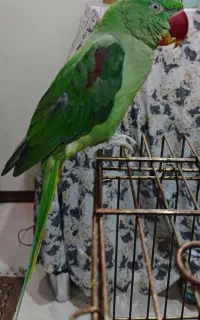 شاه طوطی گم شده