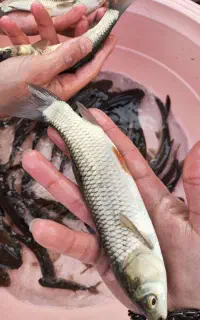 مجموعه آبزی پروری زنگنه