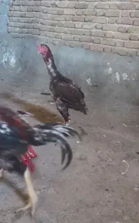 لاری، معاوضه و فروش
