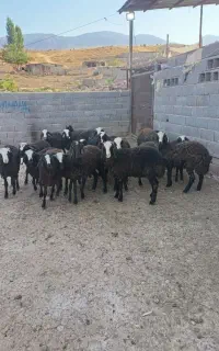 بره نر و ماده اصیل شال