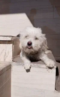 فروش سگ نژاد پودل میکس