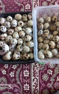 تخم بلدرچین نطفه دار