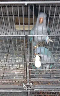 ماده راهب آبی ۴ ماهه