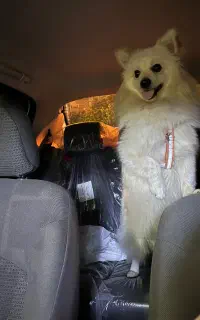 سگ باهوش