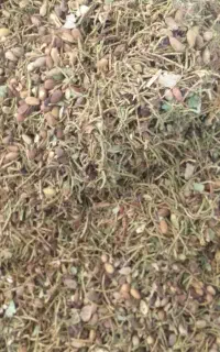 چوب یا سیخ پسته کالک
