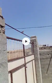 کبوتر رفتنی