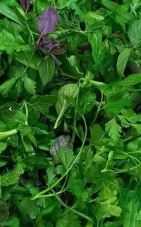 به چند نفر  خانم برای پاک کردن سبزی در کارگاه