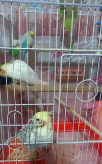 عروس هلندی