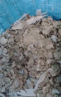 کود کبوتر موجوده