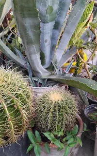 فروش گل