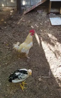 فروش یا معاوضه خروس گلین