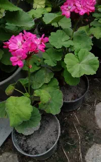 کودخاکستر  گل