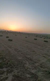 یونجه پرس خشک