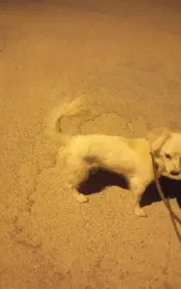 سگ پا کوتاه