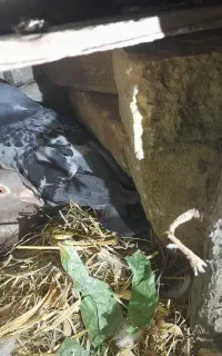کبوتر