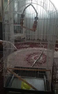 قفس پرنده