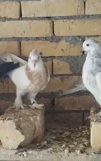 کفتر  جوجه کفتر